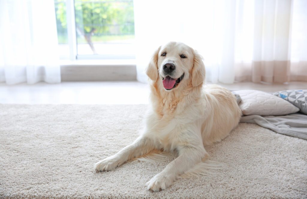 Dog On A Clean Carpet